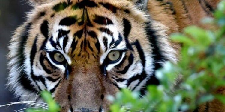 नरभक्षी बाघ थुन्न खोर निर्माण