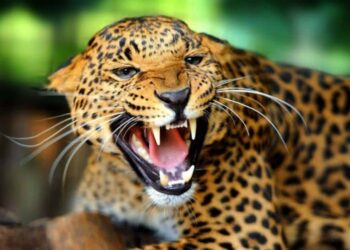 काठमाडौंमा गएराती चितुवाको आक्रमणबाट एकै परिवारका पाँच जना घाइते