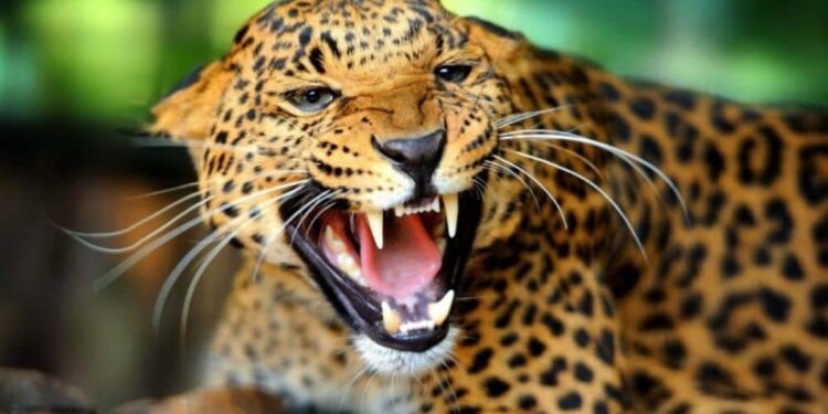 काठमाडौंमा गएराती चितुवाको आक्रमणबाट एकै परिवारका पाँच जना घाइते