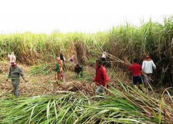 सर्लाहीका उखु किसानले अझै पाएनन् अनुदान रकम