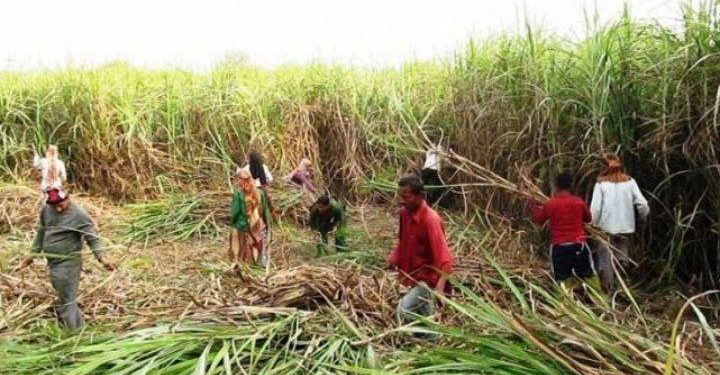 सर्लाहीका उखु किसानले अझै पाएनन् अनुदान रकम