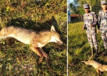 महोत्तरीमा गाउँलेमाथि आक्रमण गर्ने स्याल मारियो