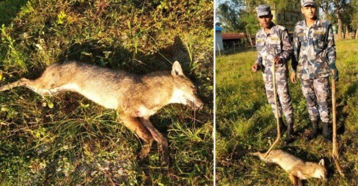 महोत्तरीमा गाउँलेमाथि आक्रमण गर्ने स्याल मारियो