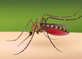 नेपालमा डेङ्गीका तीन प्रकारका भाइरस सक्रिय, जोखिम नियन्त्रणमा सरकारको प्रयास