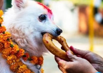 कुकुर तिहार: सुरक्षा र निष्ठाको प्रतीक कुकुरको पूजा र सम्मान