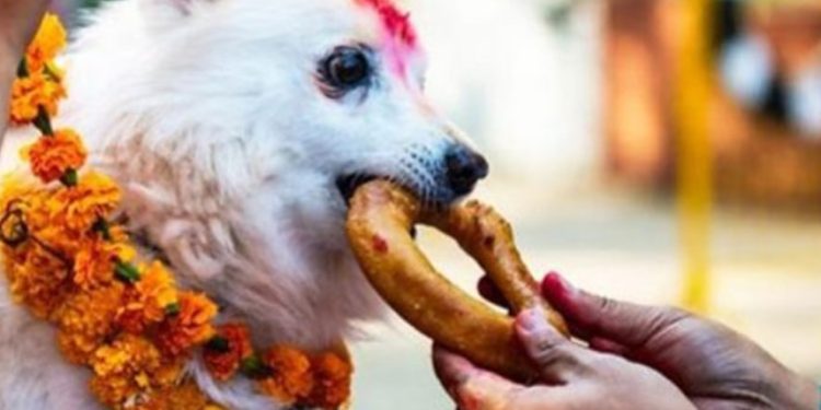 कुकुर तिहार: सुरक्षा र निष्ठाको प्रतीक कुकुरको पूजा र सम्मान
