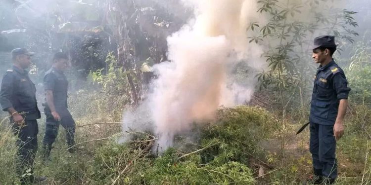 कोशी प्रदेशमा गाँजा फँडानी, एकै दिन ३८ हजार बोट नष्ट