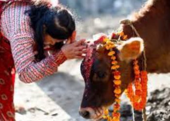 तिहारको चौथो दिन, गाई पूजा पर्व आज मनाइँदै
