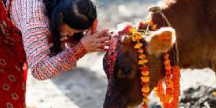 तिहारको चौथो दिन, गाई पूजा पर्व आज मनाइँदै