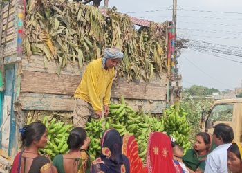 छठ पर्व नजिकिँदै सिरहामा केरा किन्नेको भिड, प्रति घौर मूल्य १५ सयसम्म