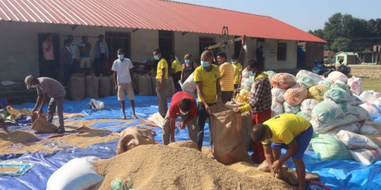 पहिलो पटक सरकारी मूल्यमा धान खरिद, किसानमा खुशी