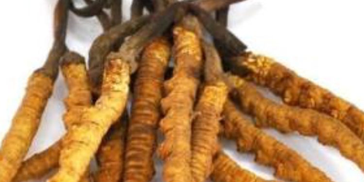 यार्सा गुम्बा : हिमाली चमत्कार, स्वास्थ्यका लागि अमूल्य सम्पत्ति र उच्च आर्थिक स्रोत