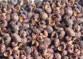 टिमुरका औषधीय गुण: स्वास्थ्य र आर्थिक लाभमा योगदान