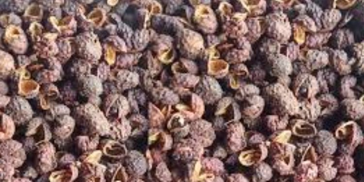 टिमुरका औषधीय गुण: स्वास्थ्य र आर्थिक लाभमा योगदान