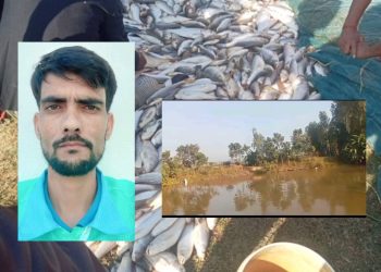 विष हालेर माछा मारियो, किसानको १२ लाखको क्षति,किसानको परिश्रम खेर