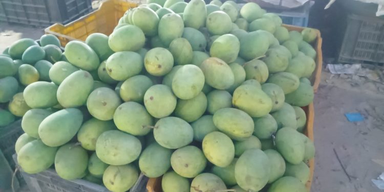 लहानको आँप ब्रान्डिङ हुँदै काठमाडौं, विषादीरहित ‘लहानको मालदह’ अब लोकप्रियतामा