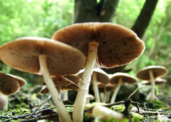 जंगली च्याउ खाँदा १६ जना बिरामी, केहीको अवस्था गम्भीर