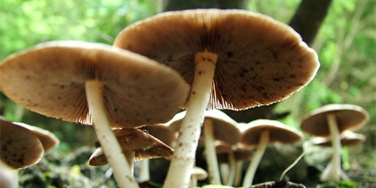 जंगली च्याउ खाँदा १६ जना बिरामी, केहीको अवस्था गम्भीर