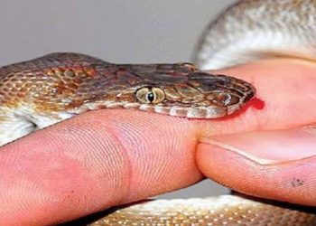 सिरहाको नर्गीमा सर्पको टोकाइबाट ६० वर्षीय वृद्धले गुमाए ज्यान