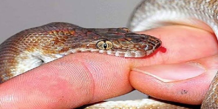 सिरहाको नर्गीमा सर्पको टोकाइबाट ६० वर्षीय वृद्धले गुमाए ज्यान