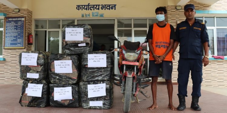 सिरहाको औरहीबाट दुई क्विन्टलभन्दा बढी गाँजासहित एक युवक पक्राउ