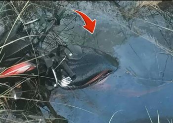 पर्साको जयमंगलापुरमा पुलमुनि युवकको शव फेला