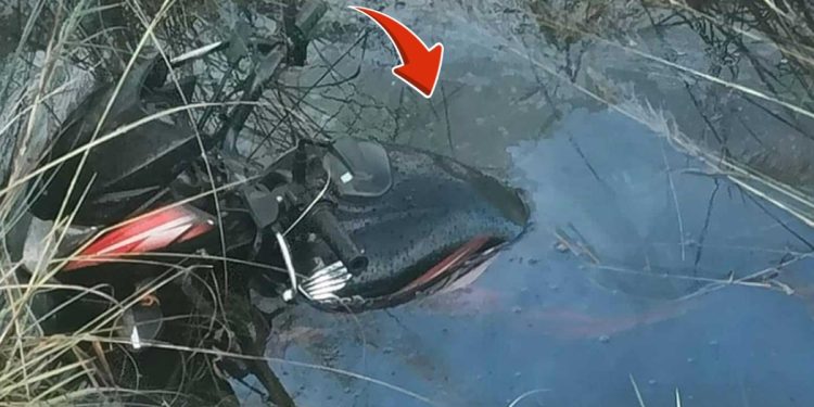 पर्साको जयमंगलापुरमा पुलमुनि युवकको शव फेला