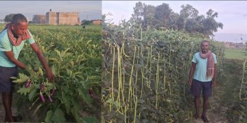 भाडाको जग्गामा पसिना बगाउने किसान निराश, कृषि अनुदानमा पहुँच नपुगेको गुनासो